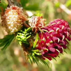 larix-decidua-seeds-european-larch-seeds.jpg
