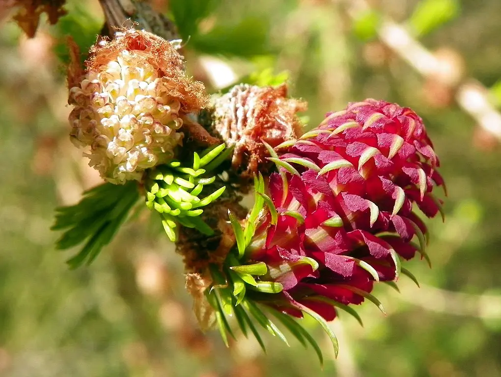 European Larch Seeds