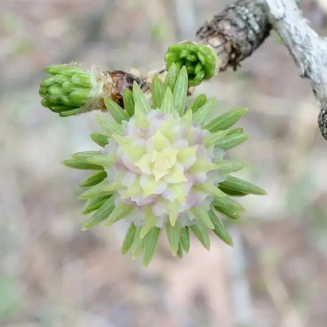 Dahurian Larch Seeds - Image 4