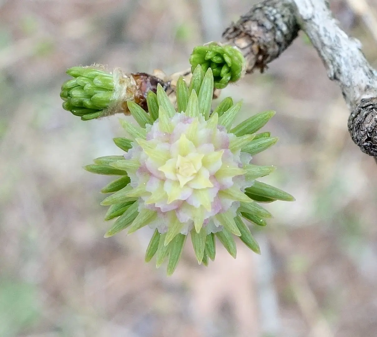 Dahurian Larch Seeds - Image 4
