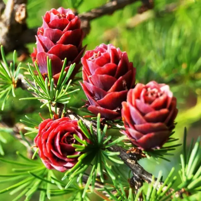 Dahurian Larch Seeds - Image 5