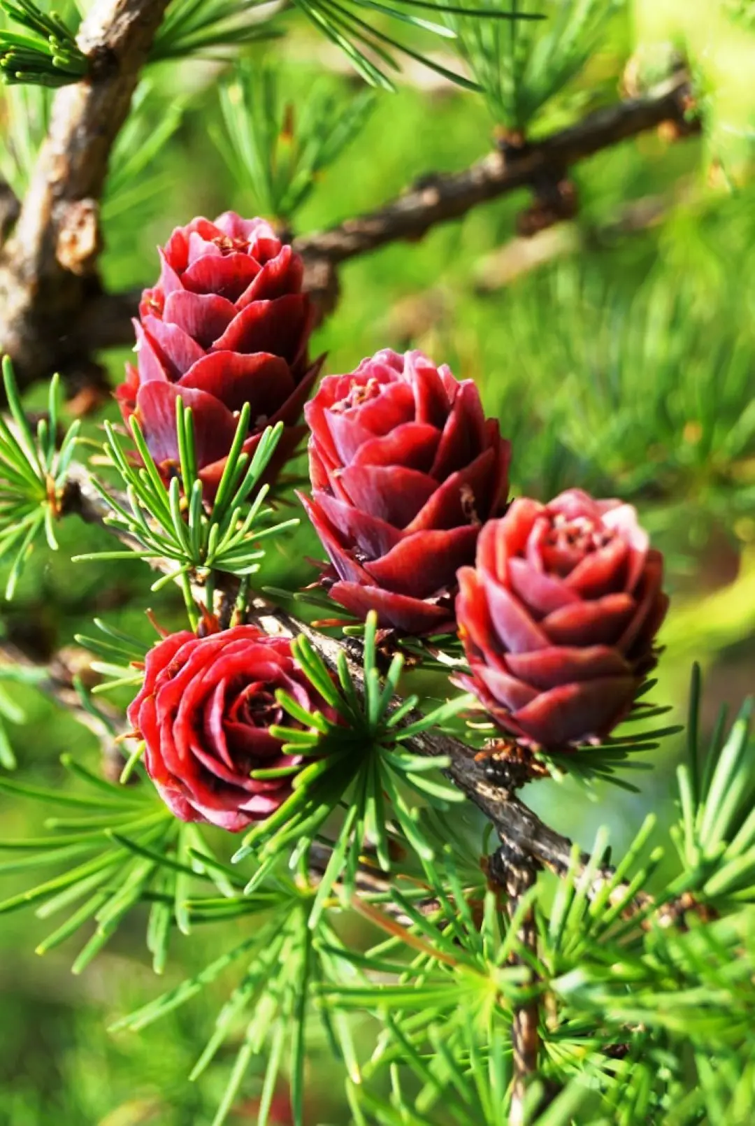 Dahurian Larch Seeds - Image 5