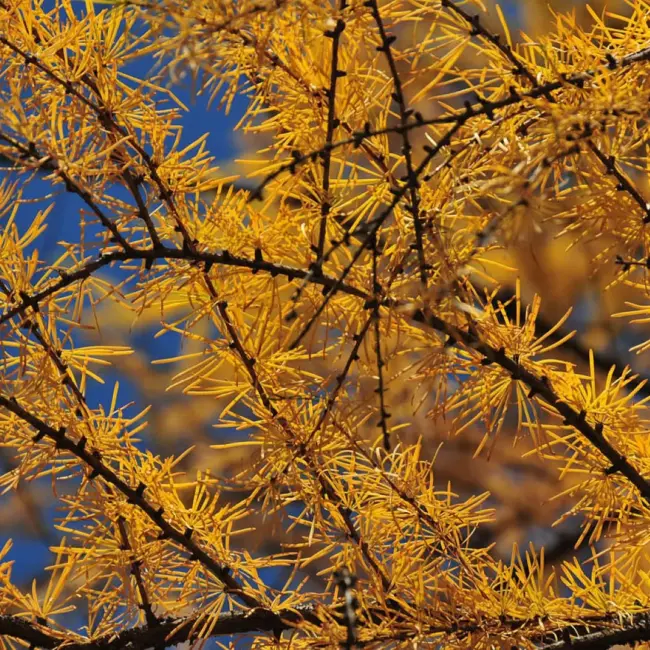Dahurian Larch Seeds - Image 6