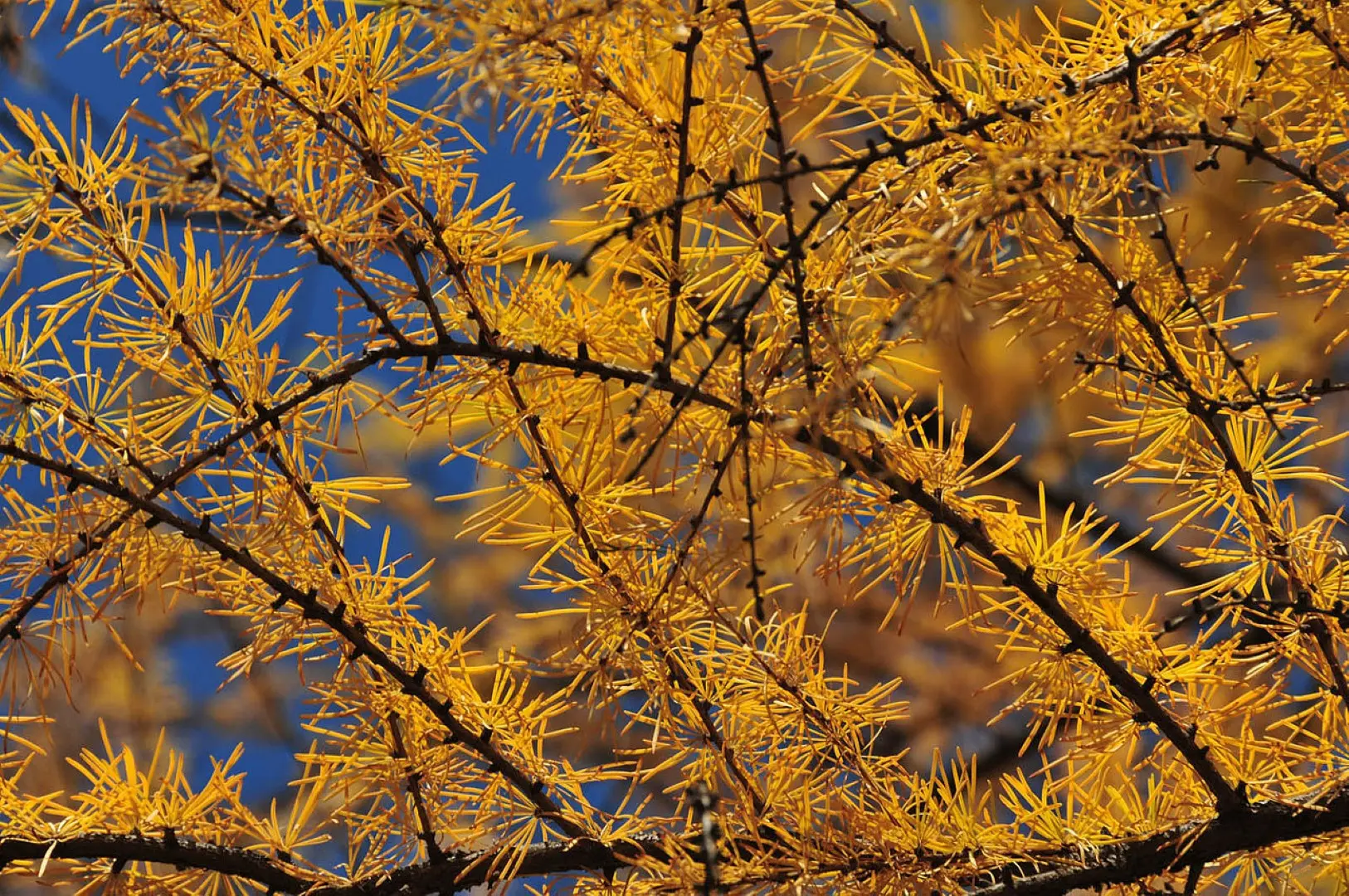 Dahurian Larch Seeds - Image 6