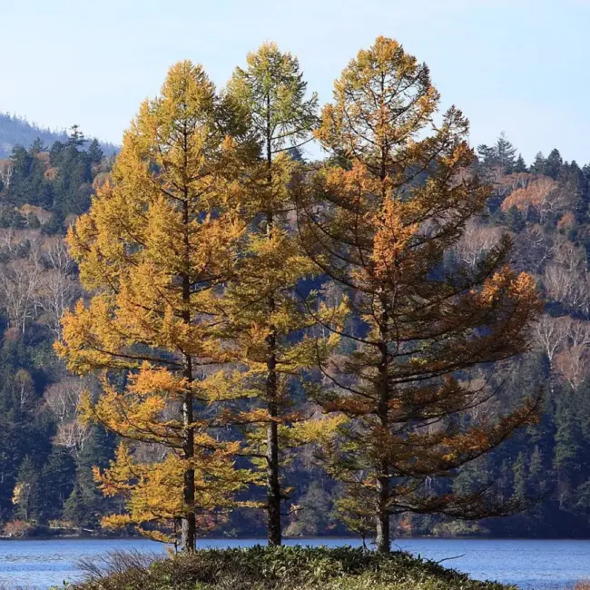 Japanese Larch Seeds - Image 5
