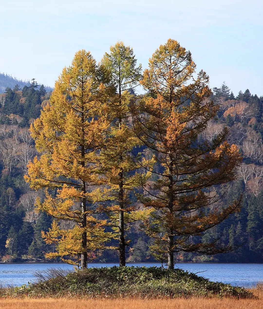Japanese Larch Seeds - Image 5