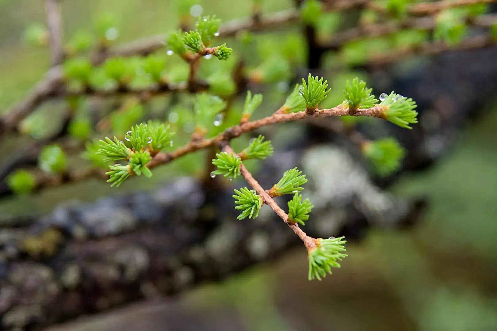 Japanese Larch Seeds - Image 2
