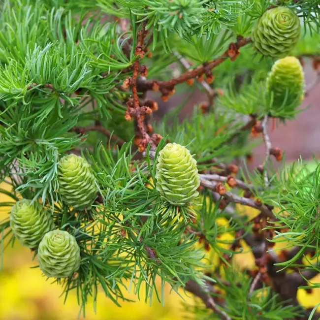 Japanese Larch Seeds - Image 3