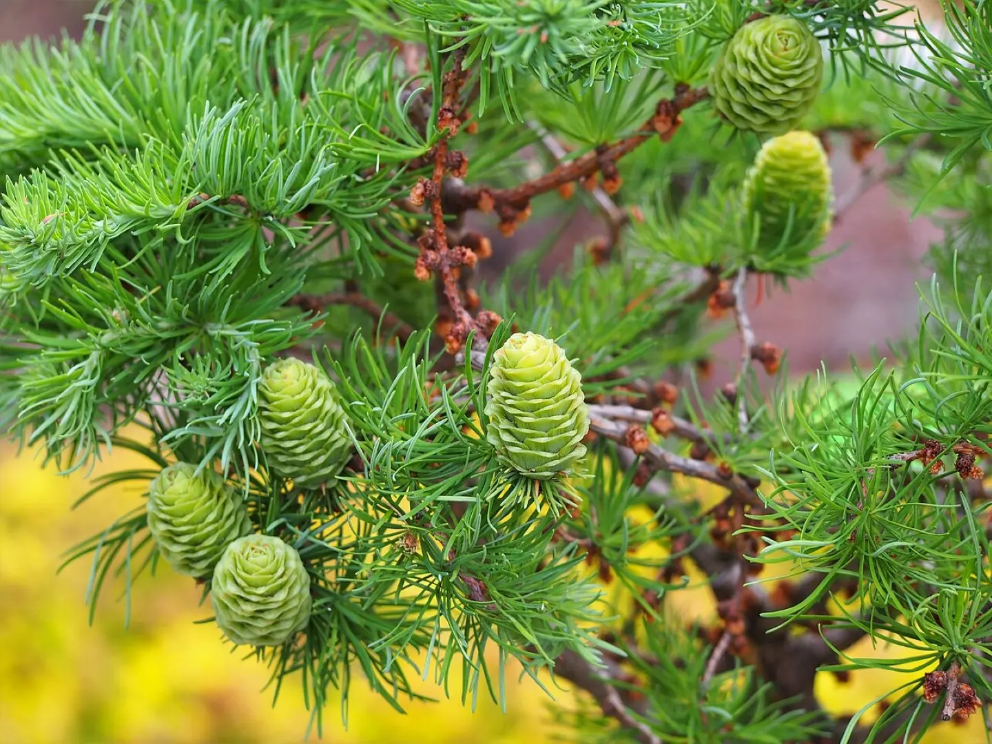 Japanese Larch Seeds - Image 3