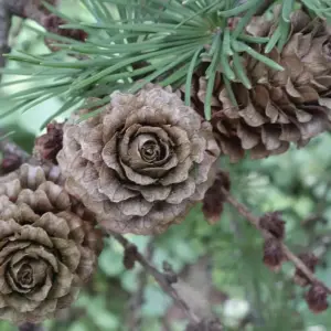 larix-kaempferi-seeds-japanese-larch-sees.jpg
