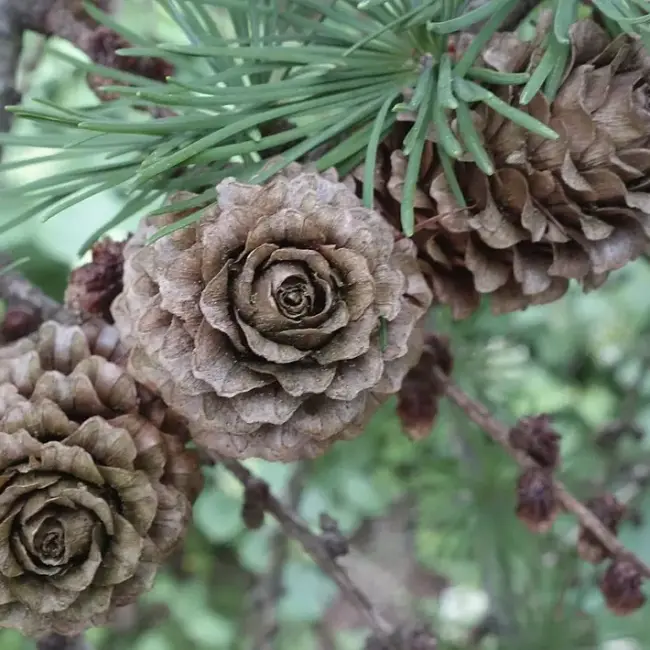 Japanese Larch Seeds