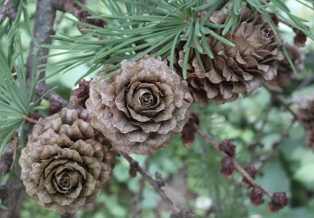 Japanese Larch Seeds