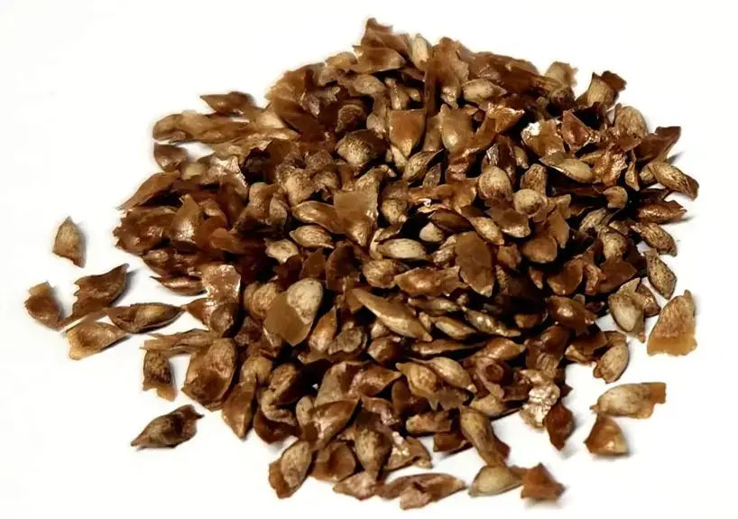 Larix - Larch Seeds