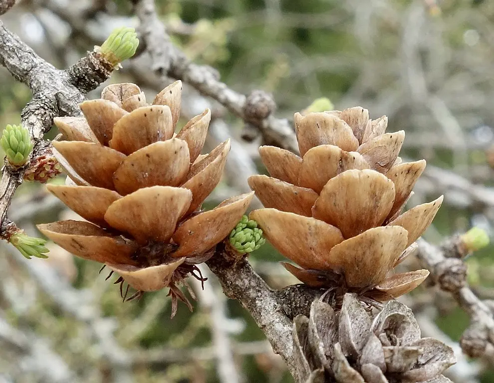 Tamarack Seeds