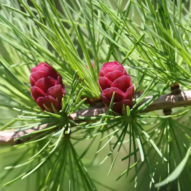 Tamarack Seeds - Image 2