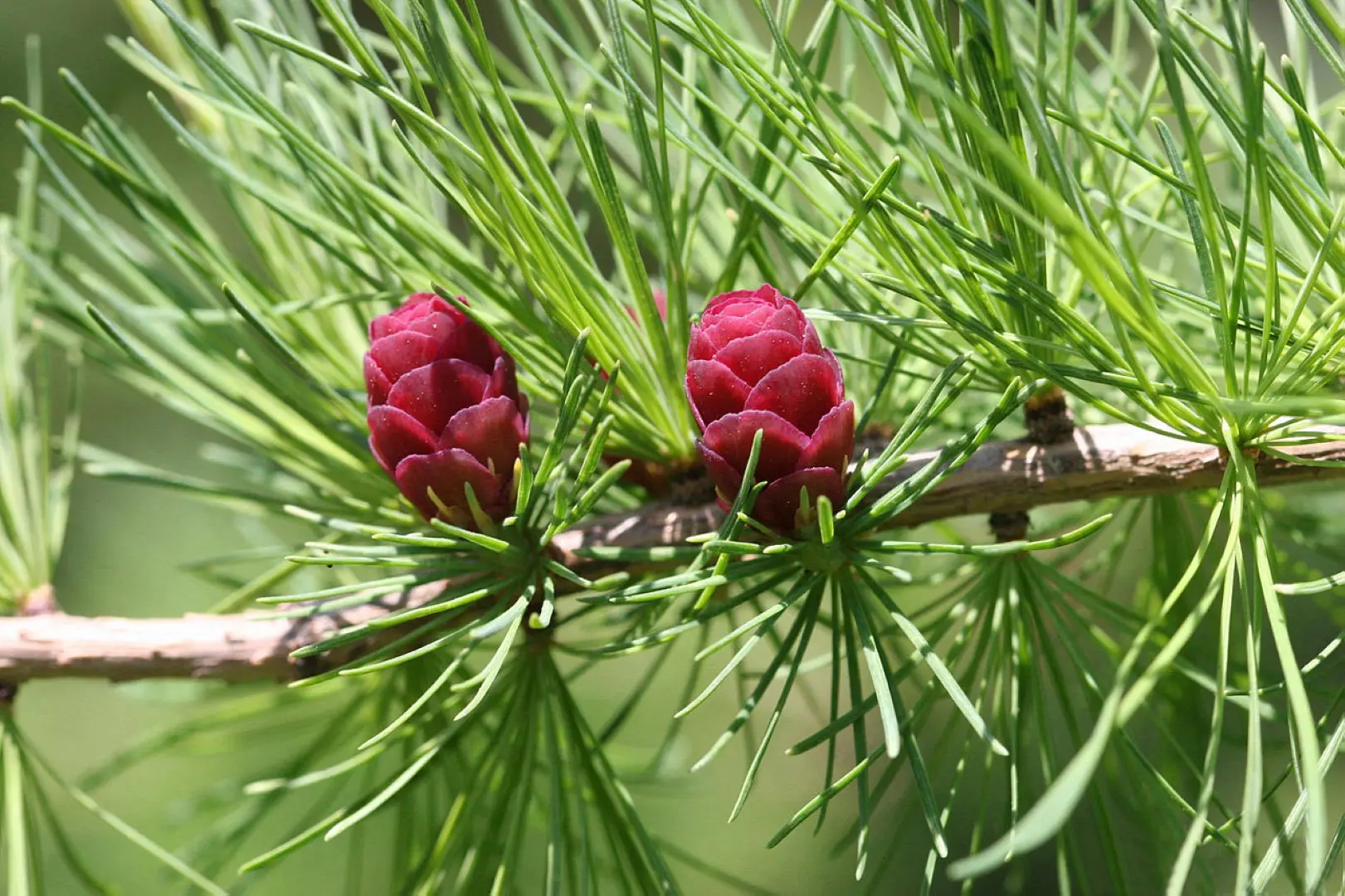 Tamarack Seeds - Image 2