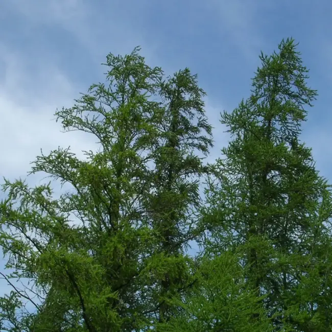 Tamarack Seeds - Image 4