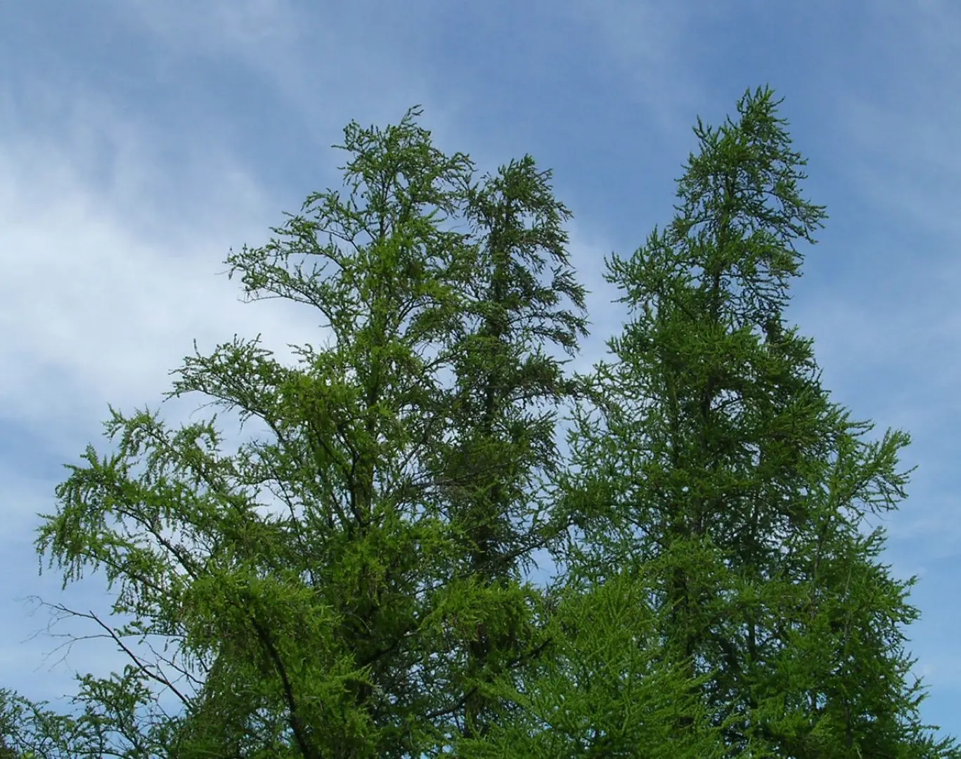 Tamarack Seeds - Image 4