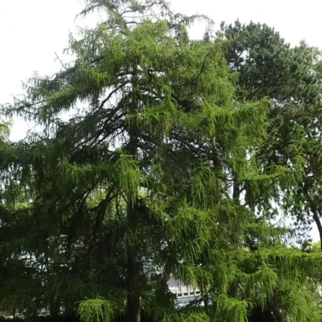 Dunkeld / Hybrid Larch Seeds - Image 2