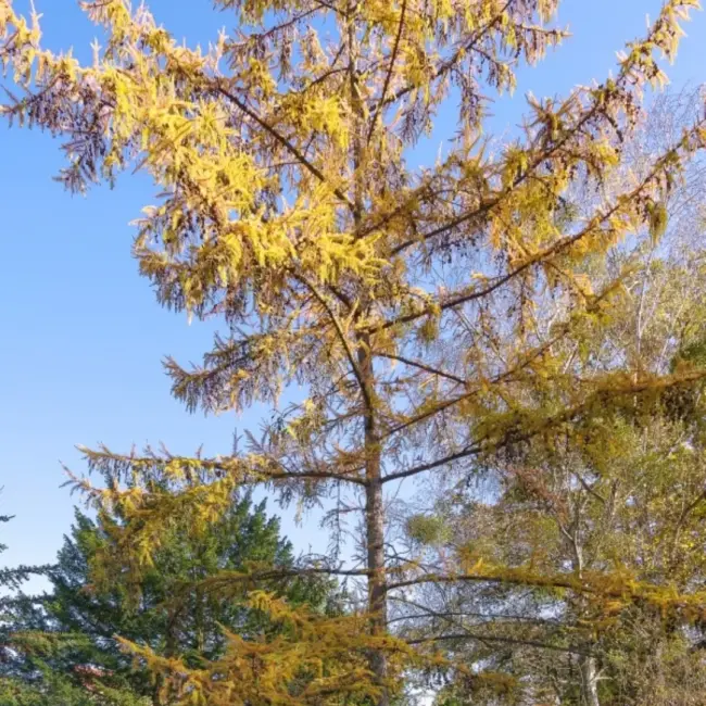 Dunkeld / Hybrid Larch Seeds - Image 3