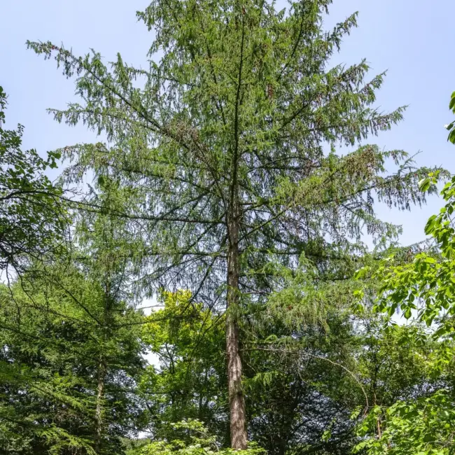 Dunkeld / Hybrid Larch Seeds - Image 4