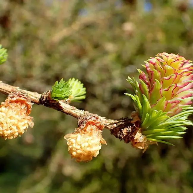 Dahurian Larch Seeds