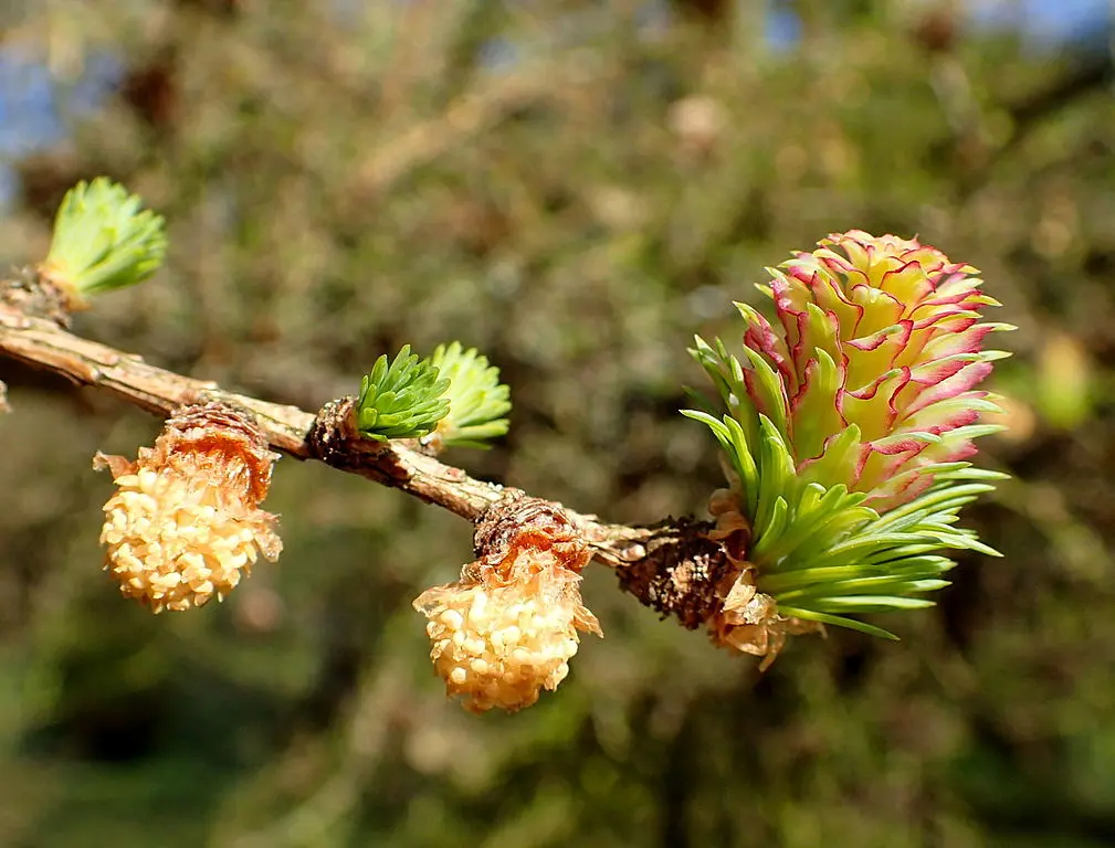 Dahurian Larch Seeds