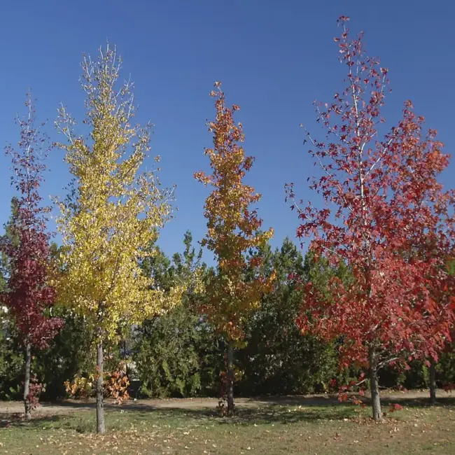Sweet Gum Seeds - Image 5
