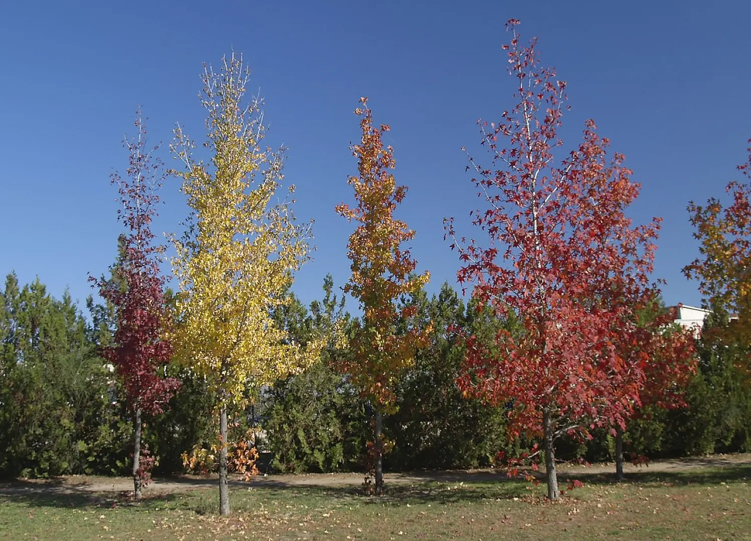 Sweet Gum Seeds - Image 5