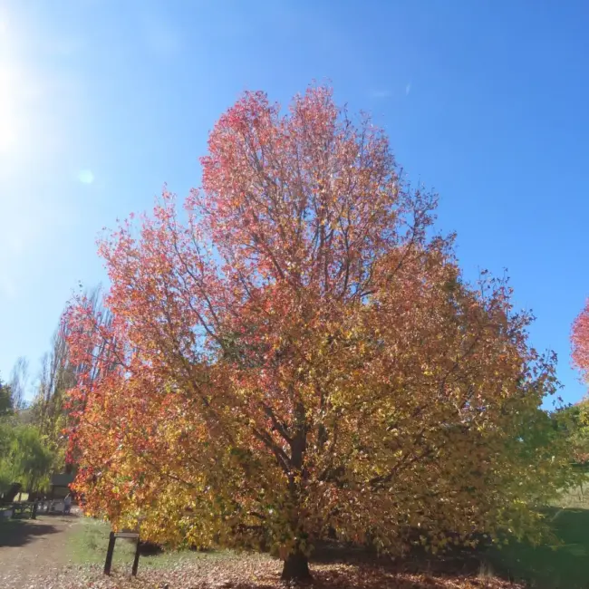 Sweet Gum Seeds - Image 2