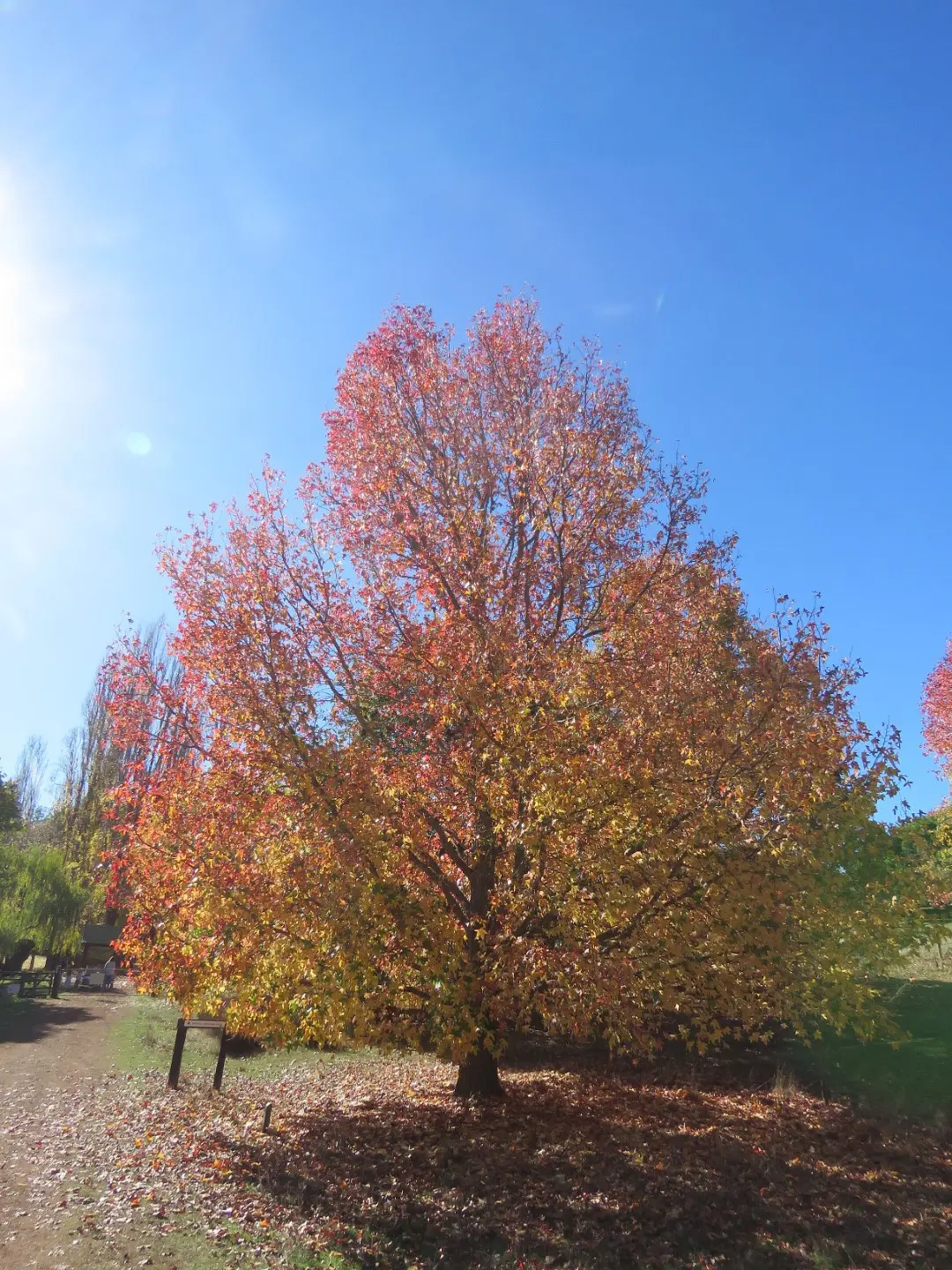 Sweet Gum Seeds - Image 2