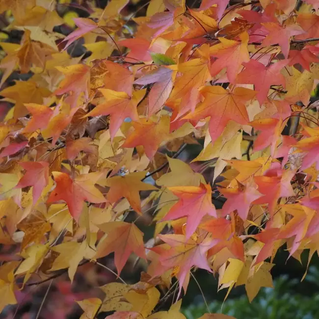 Sweet Gum Seeds - Image 3