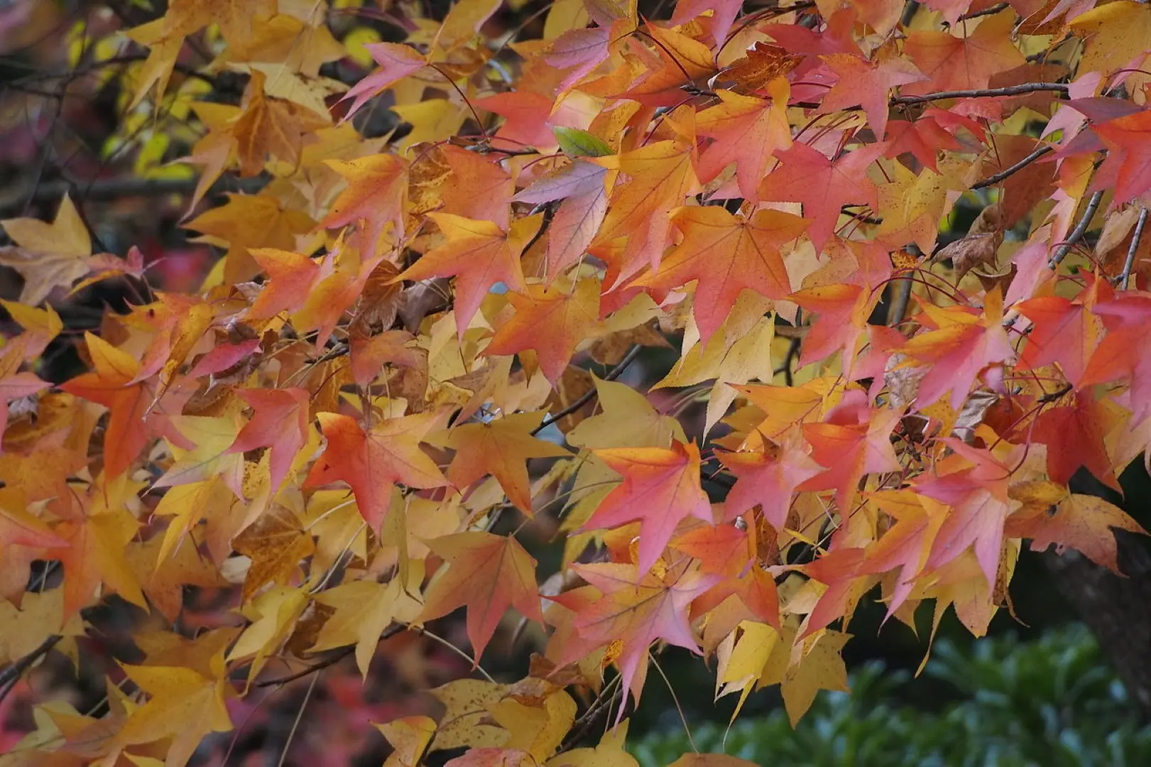 Sweet Gum Seeds - Image 3