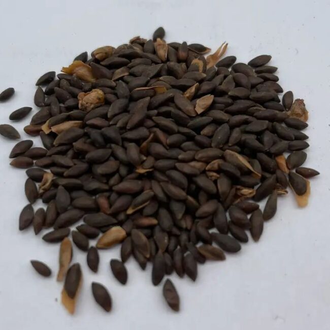 Lodgepole Pine Seeds