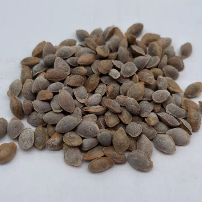 Pinus peuce - Macedonian Pine Seeds