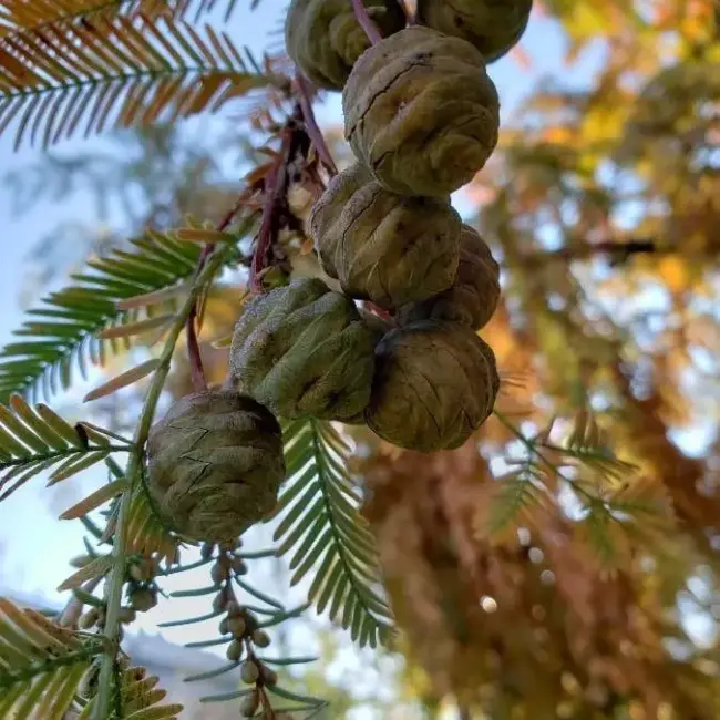 Dawn Redwood Seeds