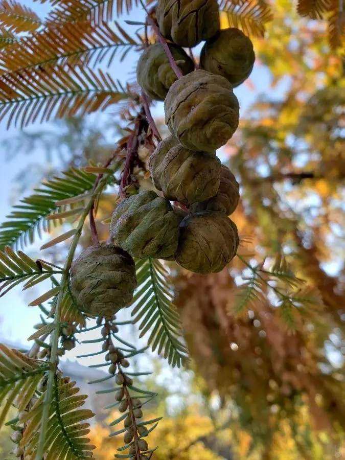 Dawn Redwood Seeds