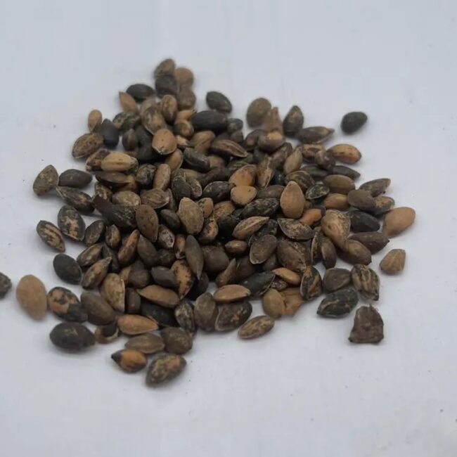 Mexican Weeping Pine Seeds - Image 6