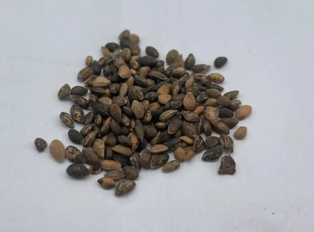 Mexican Weeping Pine Seeds - Image 6