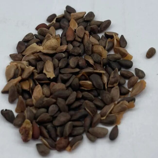 Meyer's Spruce Seeds - Image 4