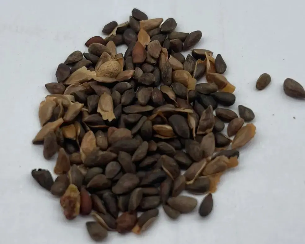 Meyer's Spruce Seeds - Image 4