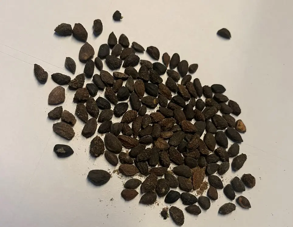 Monterey Pine Seeds