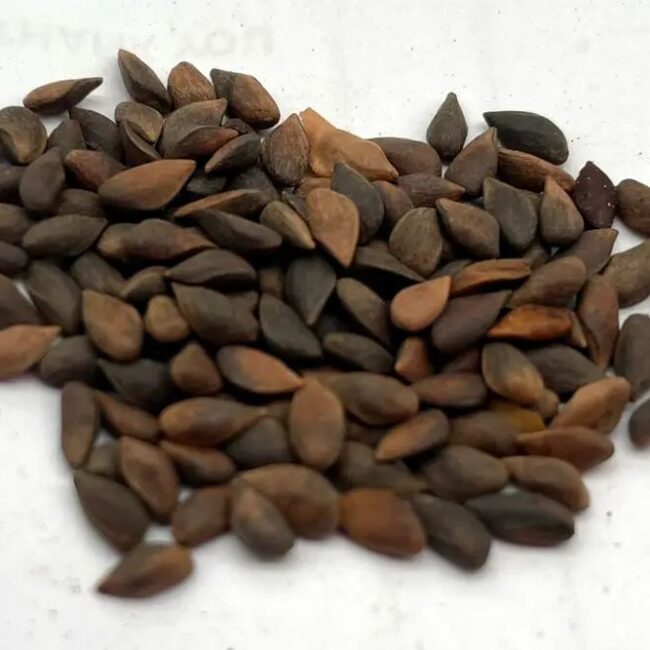 Norway Spruce Seeds