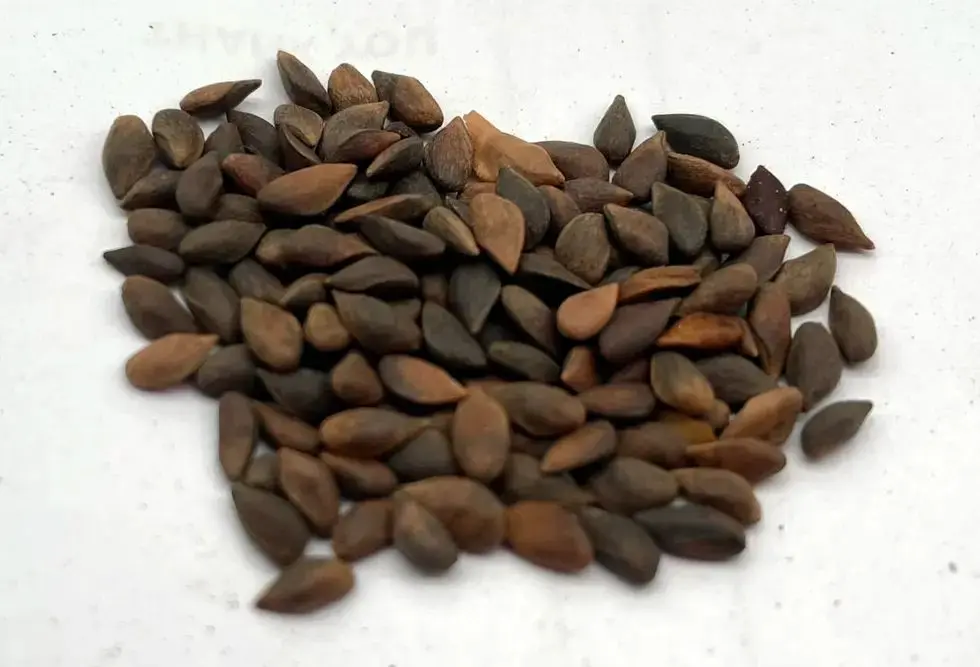 Norway Spruce Seeds