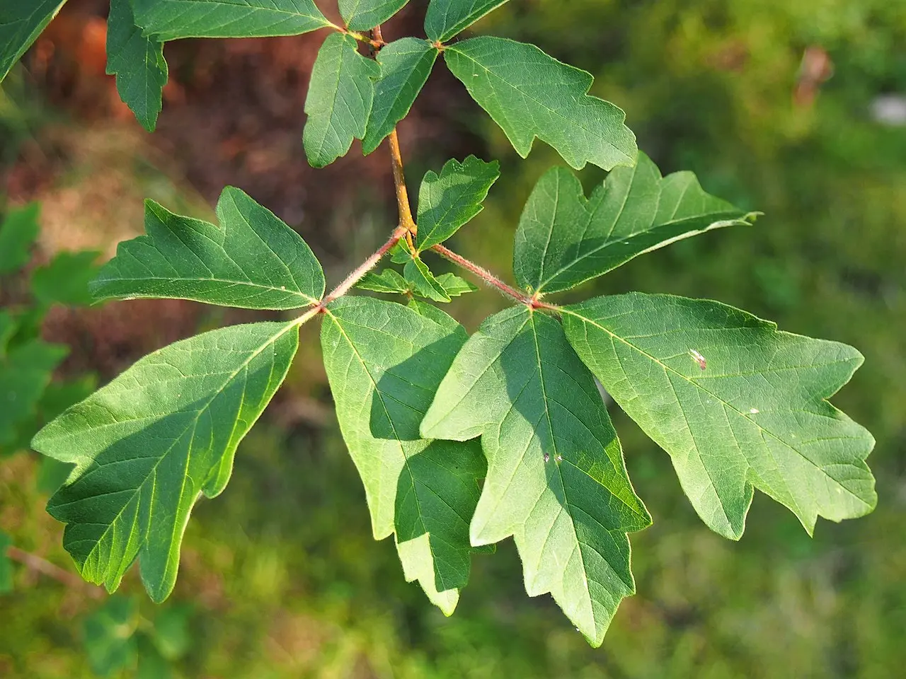 Paperbark Maple Seeds - Image 6