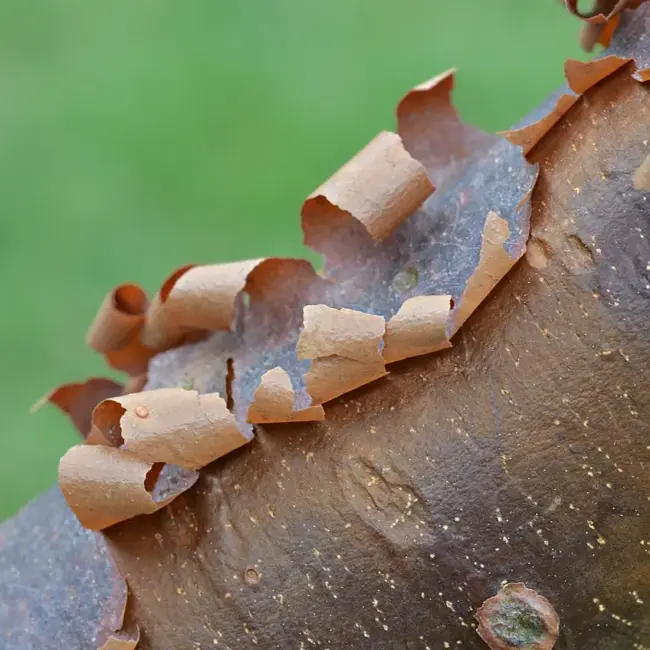 Paperbark Maple Seeds - Image 5