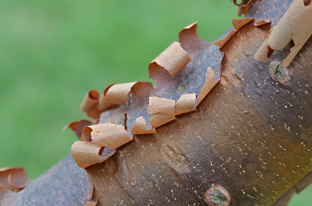 Paperbark Maple Seeds - Image 5