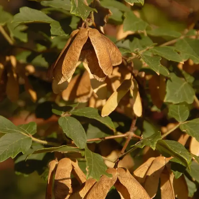 Paperbark Maple Seeds