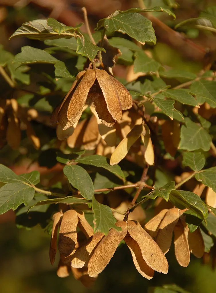 Paperbark Maple Seeds