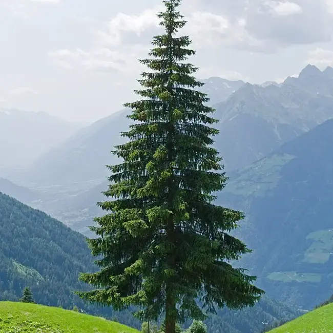 Norway Spruce Tree Seeds – 50 Seeds – Picea Abies, Beautiful Evergreen, Cold & Temperate Climate – Made In USA